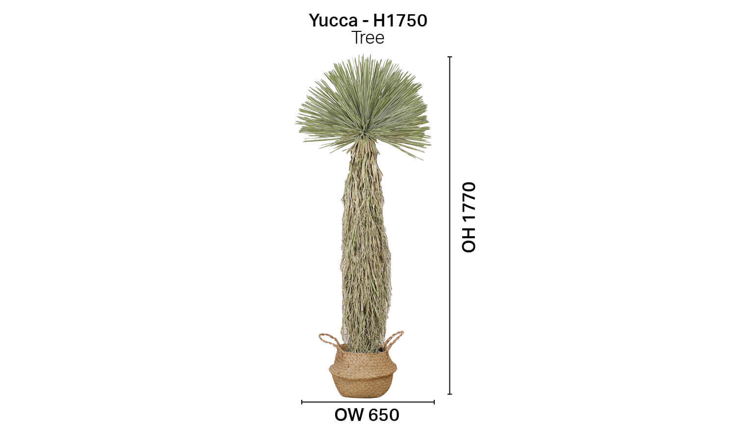 Tree - Yucca H1750